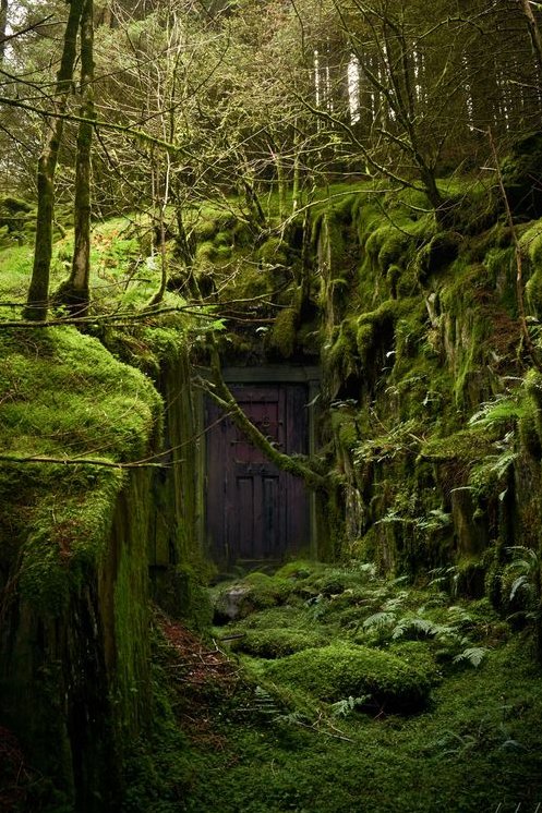 Into The Forest Dark tweet media