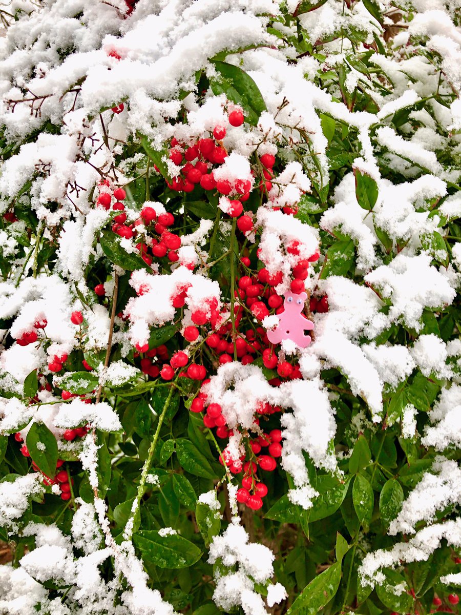AShoeBearPlanet's tweet photo. Shoe Bear®️ with Heavenly bamboo. Castalia Avenue Historic District. Athens, Georgia. 
#♻️ #Recycle #Reuse #GoGreen #GreenLiving #RecyclePlastic #HappyEarth #ShoeBears #TakeCareOfThePlanet #GreenLiving #GooglyEyes#TakeShoeBearsWithYou #HeavenlyBamboo #SouthernSnow #Nandina https://t.co/v9iAfRB4KA