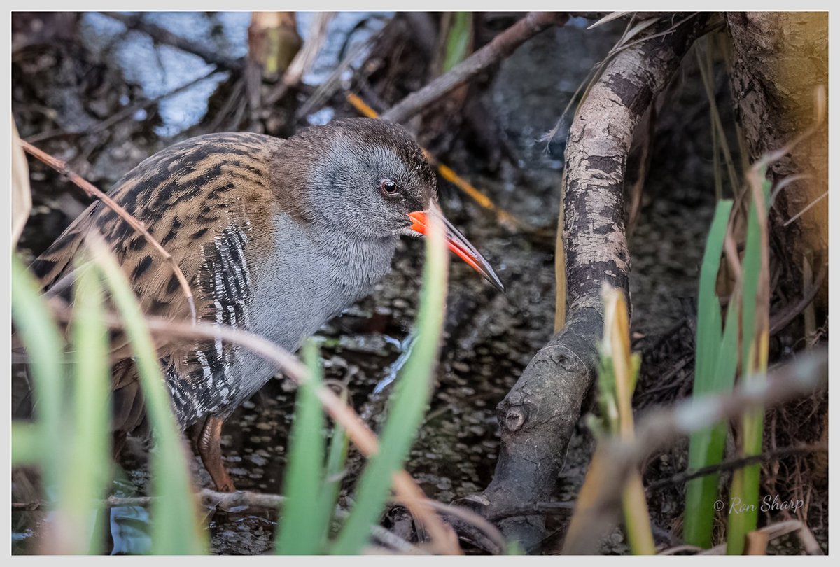 scotsnaps's tweet photo. Pereseverance finally paid off with these shots of a Water Rail
@birdinglothian #waterrail https://t.co/6ffyPorOan