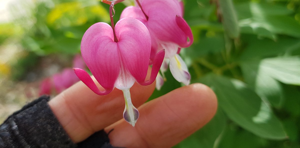 금낭화~~
겨울에 보니 더 예쁘네요!.♡♡