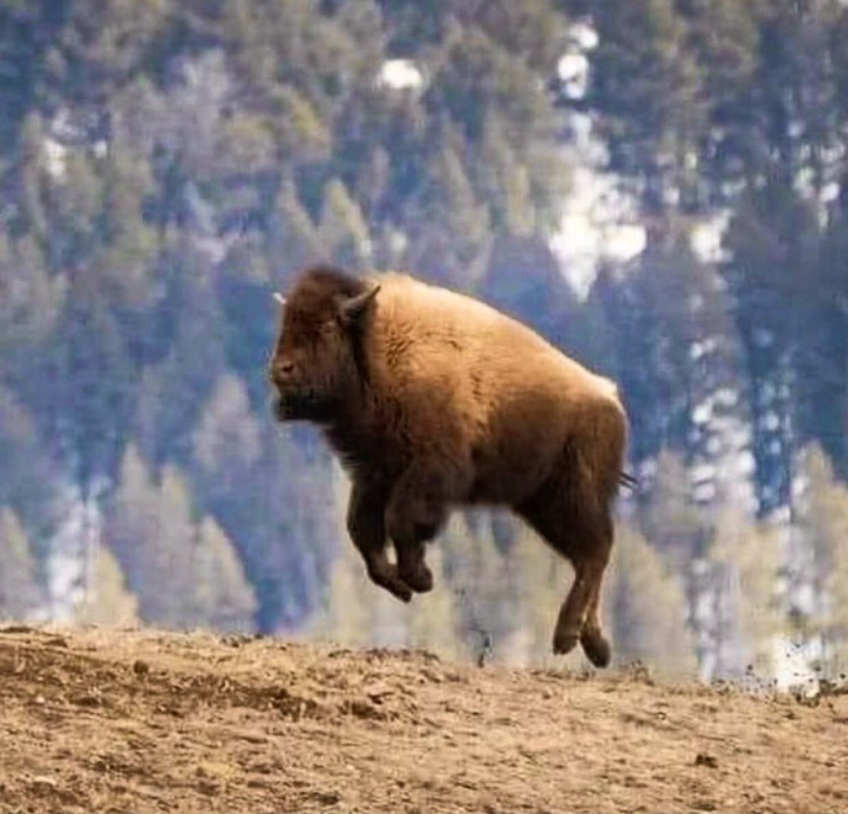 Just a tatanka (buffalo) jumping for joy because their numbers are slowly recovering — from the brink of a man made extinction.