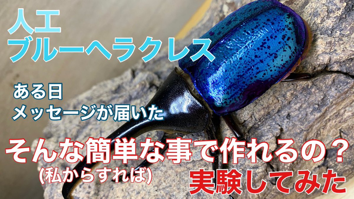次回の動画(予定) はたしてブルーヘラクレスは誕生するのか