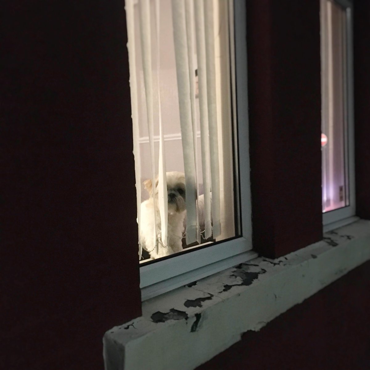 LaikaMuttnik's tweet image. Sweet night window dog🐶💕🌃
Wonder if it’s the same Shih Tzu as the one I tweeted about 2+ years ago…?

夜の癒しの窓犬さん♪(*´∀｀*)
2年ちょっと前にツイートしたシーズーさんと同じ子かな…？

#windowdog #dogsoftwitter #dogstagram #ShihTzu #窓犬 #わんすたぐらむ #シーズー