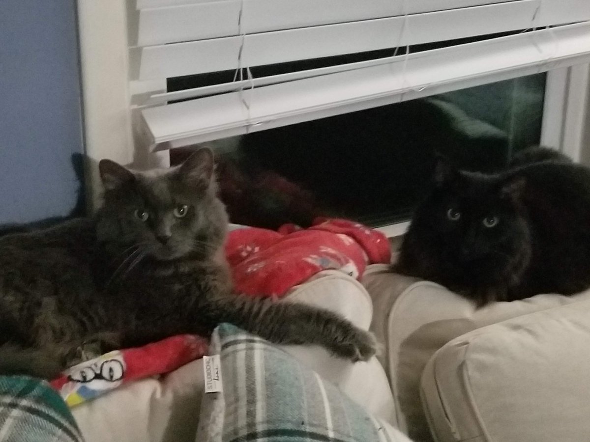 JMVanHornAuthor's tweet photo. These two were hunkered together on the couch and showed no signs of leaving. Might be because of a new four legged beast in the house. 

#Cats #catsofinstagran  #BlackCats #GreyCats #Catitude https://t.co/vcYDSlIthe