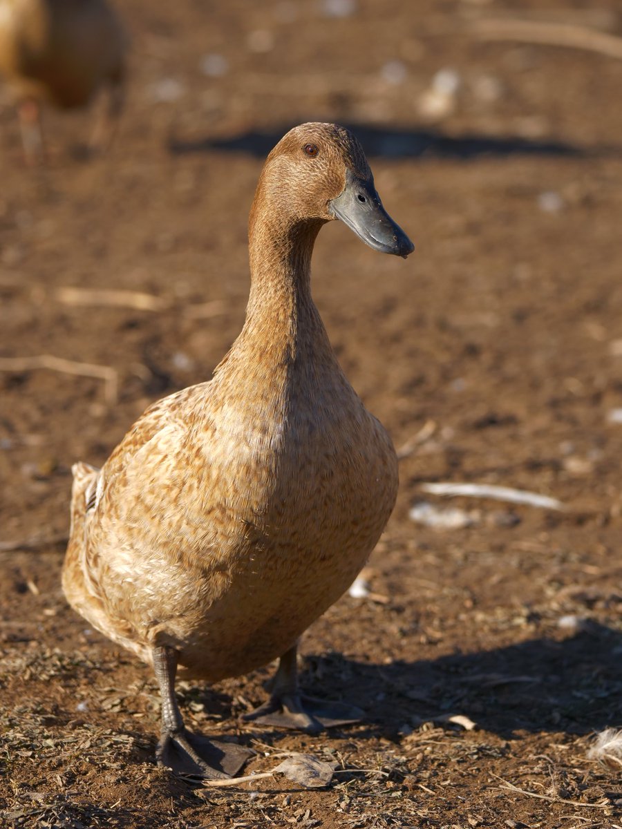 DuckFoodBot's tweet photo. Here is one of the many ducks you can feed. Simply retweet and I will send a snack to the pond livestream at https://t.co/pTJuXhHBfC. Look for your name in the chat. https://t.co/ObQdxqLpWi