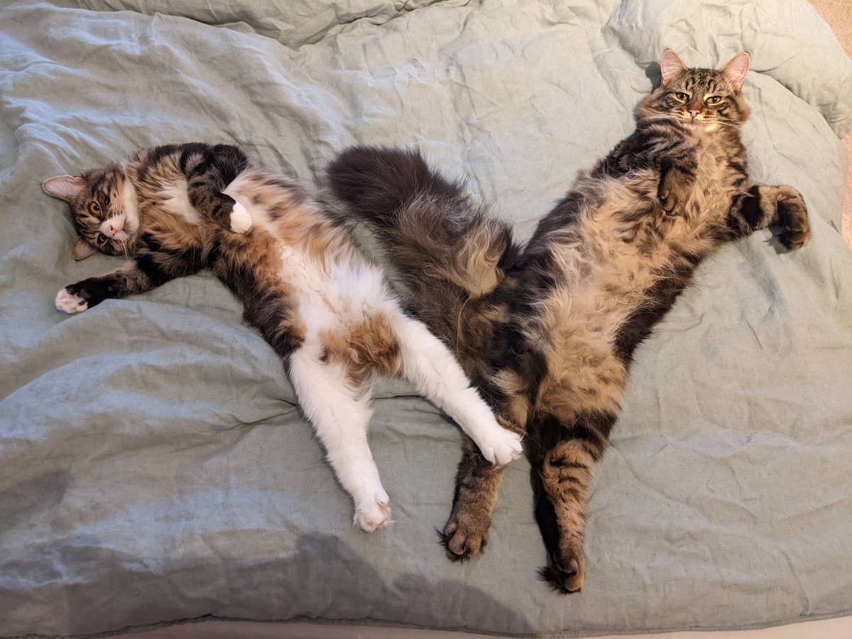 A double #JellyBelly at Kitten Towers today! #SleepySaturday #kittensoftwitter #CatsOfTwitter #AdoptDontShop