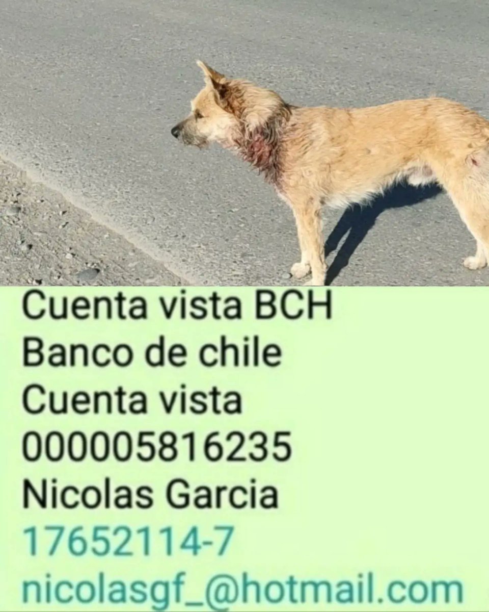 betohi's tweet photo. Disculpen las fotos pero vean la gravedad de las heridas de Rucio 
El está internado para su ttos y curaciones tenemos para un buen tiempo
Amig@s les ruego ayuda por favor 
Todo todo pesito es muy valioso 
Les pido precaución son imágenes fuertes
Ayúdenme por favor 🙏🏻🐾😩‼️ https://t.co/lXPZOKvvOS