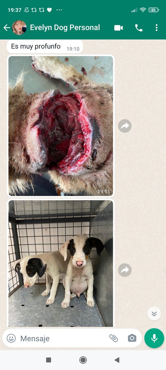 betohi's tweet photo. Disculpen las fotos pero vean la gravedad de las heridas de Rucio 
El está internado para su ttos y curaciones tenemos para un buen tiempo
Amig@s les ruego ayuda por favor 
Todo todo pesito es muy valioso 
Les pido precaución son imágenes fuertes
Ayúdenme por favor 🙏🏻🐾😩‼️ https://t.co/lXPZOKvvOS