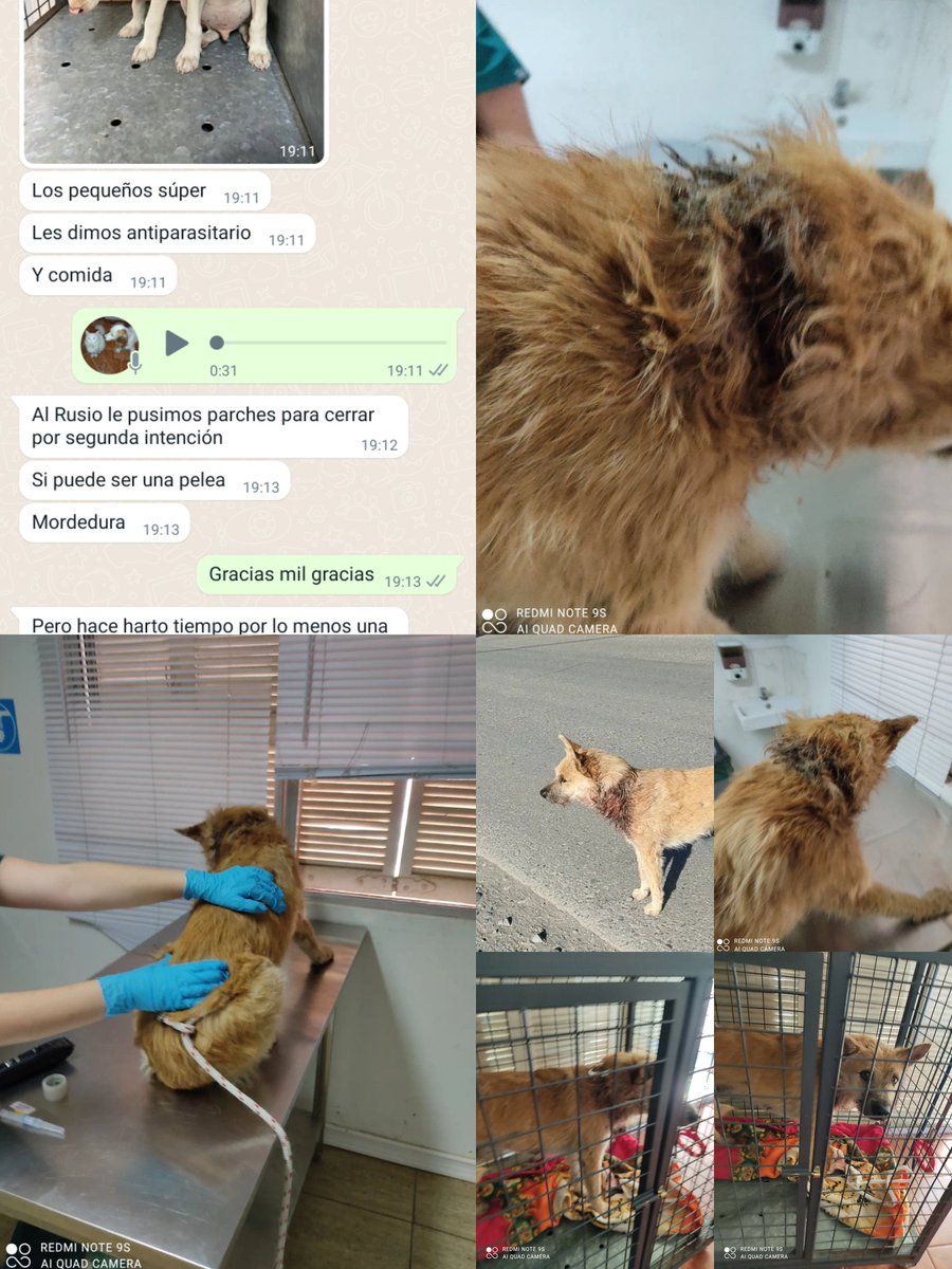 betohi's tweet photo. Disculpen las fotos pero vean la gravedad de las heridas de Rucio 
El está internado para su ttos y curaciones tenemos para un buen tiempo
Amig@s les ruego ayuda por favor 
Todo todo pesito es muy valioso 
Les pido precaución son imágenes fuertes
Ayúdenme por favor 🙏🏻🐾😩‼️ https://t.co/lXPZOKvvOS
