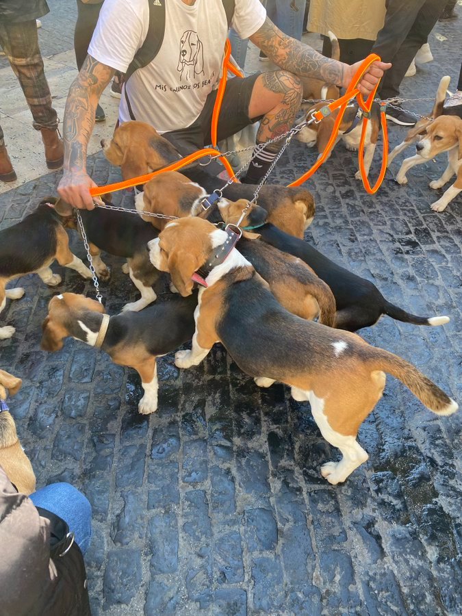 Los Beagles siempre libres ,su buen comportamiento y su manera dócil deben ser un ejemplo de amor ,respeto y empatía universal , es impropio de científicos seguir con la experimentación animal que solo demuestra involución 
Hay opciones más eficaces 
#FreeBeaglesVivotecnia