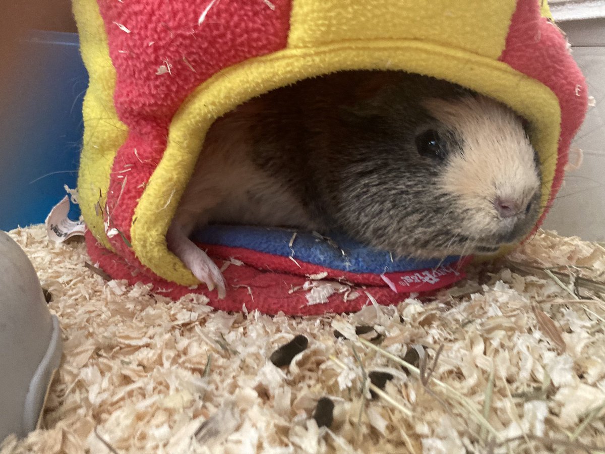 badgerbumble's tweet photo. @ADailyViolet1 @Satori232323 I am totally ready to pawty Vi! Just deciding how to style my #wheekendbrows 😏 https://t.co/eJKidOEdAn
