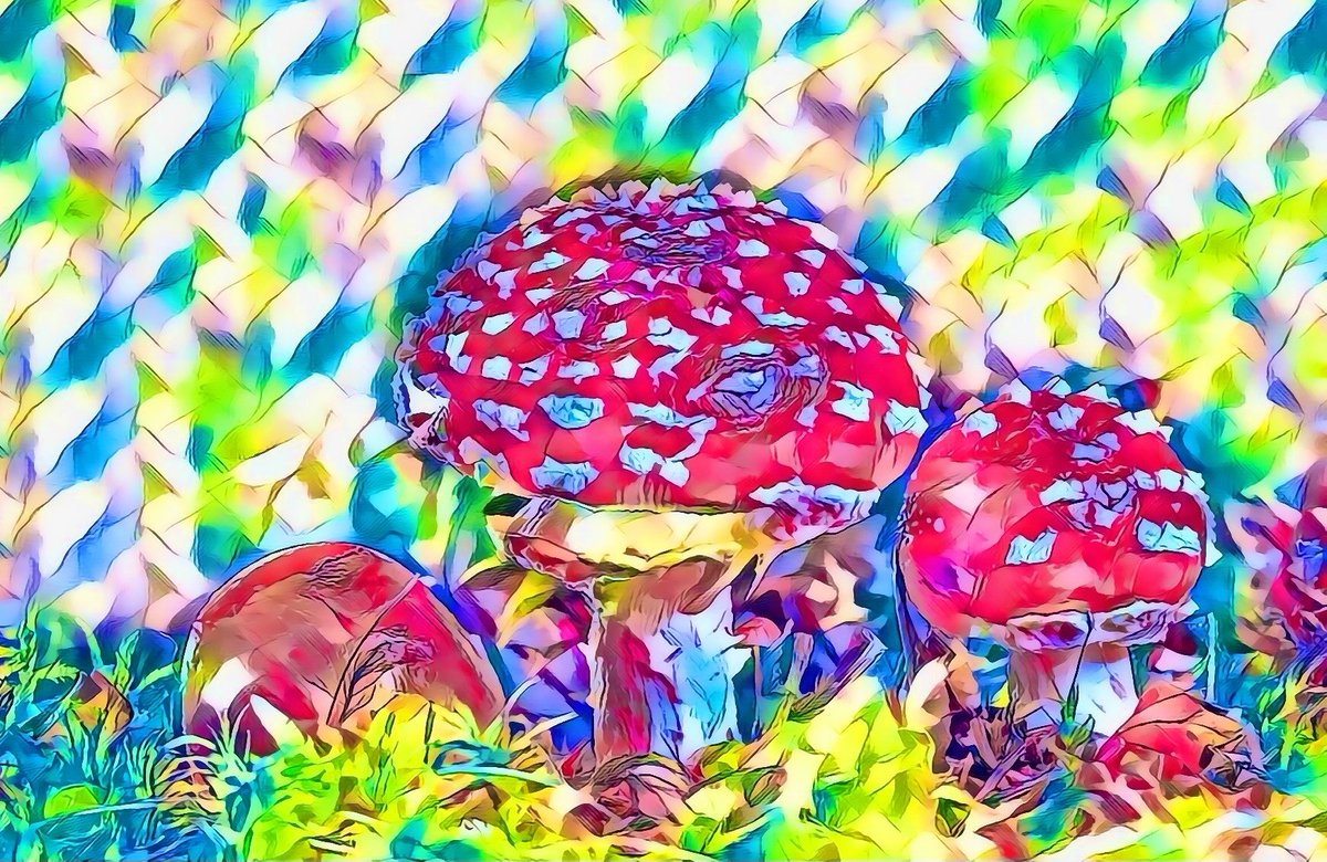 Frizzyowns's tweet photo. FRIZZY#MUSHROOM.DOMINION 🍄will be listed on @Ravenistcom. Check out the rest of my NFT collection for sale 😀  

https://t.co/Qn4R2x1t7k

#NFT #RVN #Ravencoin #NFTs #nftart #NFTdrop #NFTartist #NFTshill #RVNfam #art #digitalasset #digitalartists #mushrooms https://t.co/ddK7dQFIa4