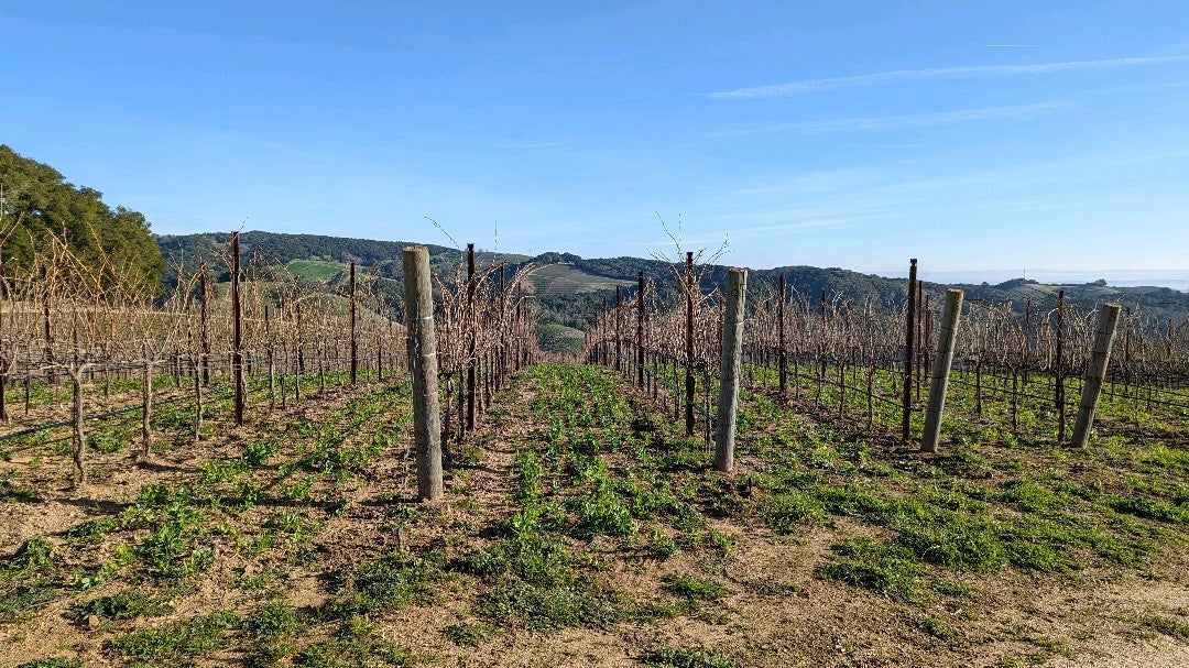 greenangeltal's tweet photo. morning stroll with ♥️ (@ Epoch Estate Wines - @epochwines in Templeton, CA) https://t.co/zJe0B8hpHh https://t.co/iqkY5duhu9