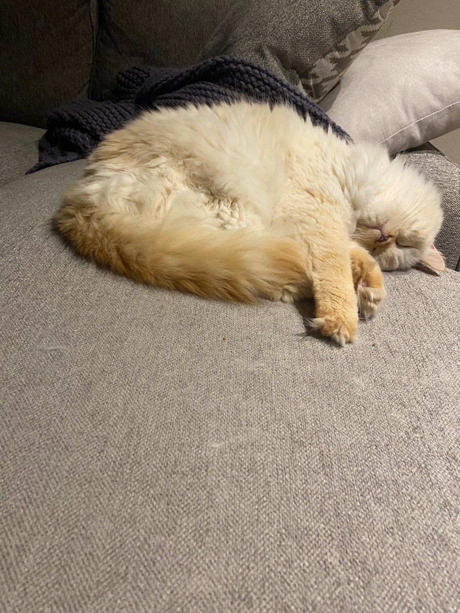tettles's tweet photo. Me to my cat: I work so I can build a better life for myself and you. How else are you supposed to nap all day? https://t.co/7aBqVO7h8n