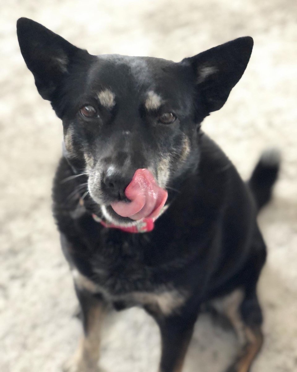 kylerae's tweet photo. @jengolbeck Here are my senior pups, Phoenix and Zeus! 🐶🐶 https://t.co/muUPSNRKla