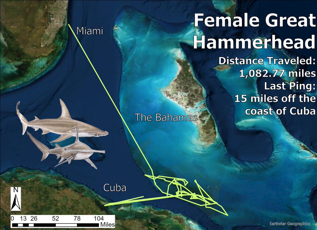 sharktagging's tweet photo. #SatTagSaturday This female great hammerhead that we tagged in November has traveled 1000+ miles since we've seen her and just pinged off the coast of Cuba.
To adopt one of our satellite tagged sharks, visit our website and click on "Adopt a Shark" under the "Donate" tab. https://t.co/pJCZXwma5q