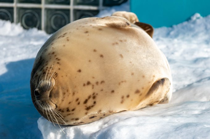 A List Of Tweets Where ロケットあざらし Was Sent As アザラシ 2 Whotwi Graphical Twitter Analysis