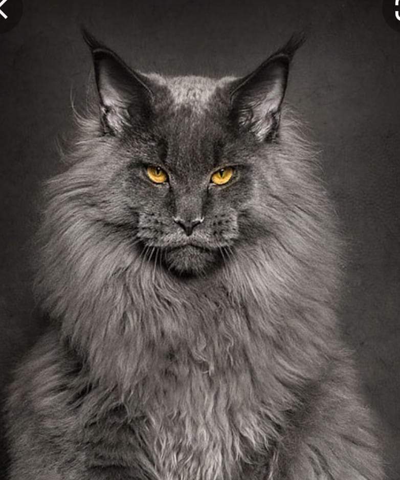 The world's most metal cat.