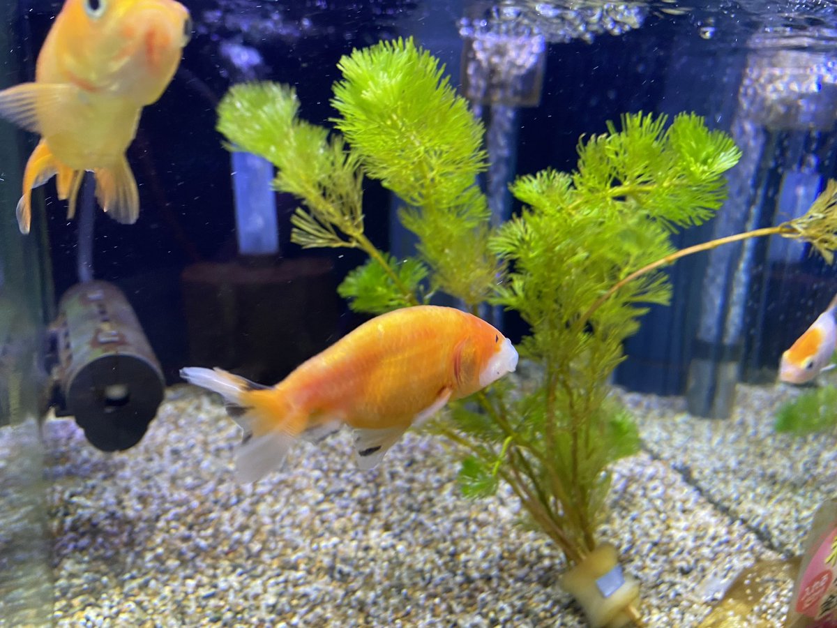 金魚 スポンジフィルターの使い方や効果 おすすめの商品を解説 きんぎょりうむ