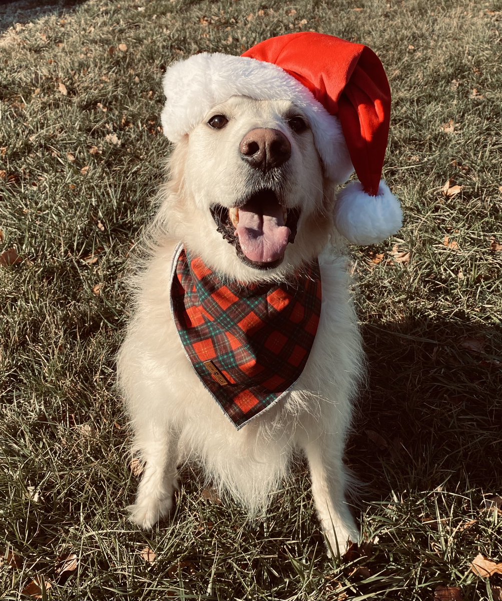 DaaangDarnelle's tweet photo. @jengolbeck Yogi would love to be of assistance https://t.co/Z45L9pQxPC
