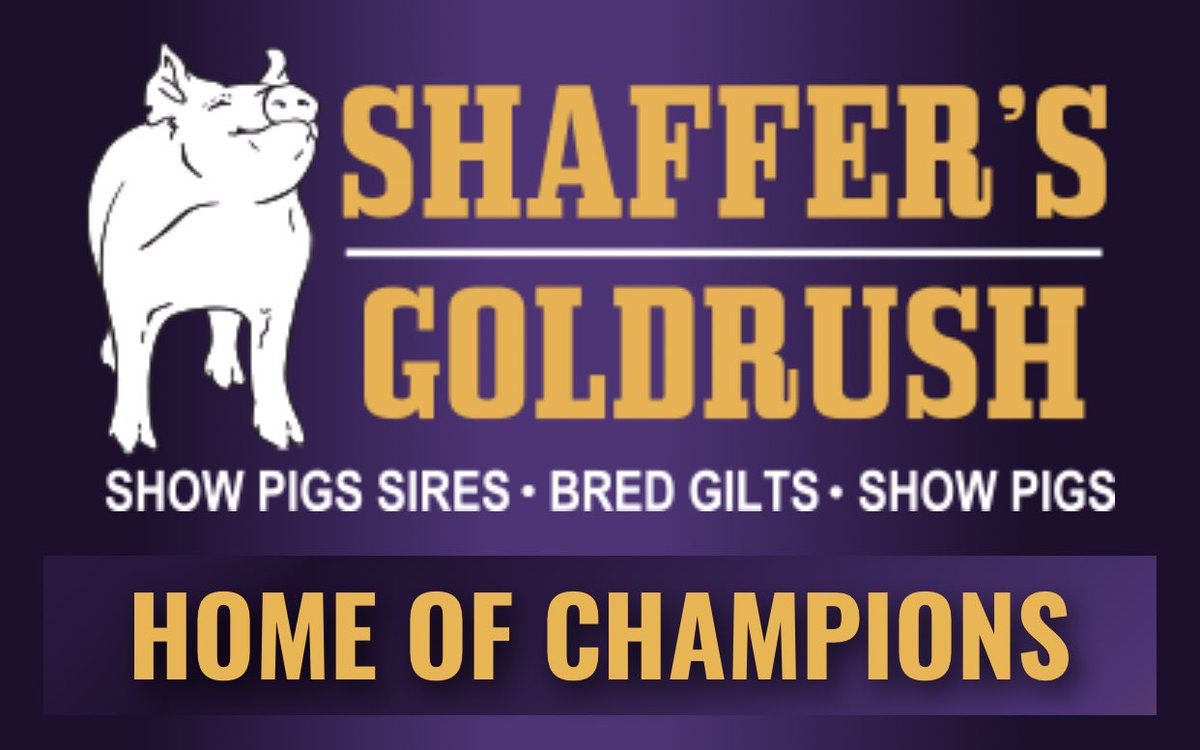 Bell_Show_Team's tweet photo. Huge thanks to the Terry Shaffer and the whole @ShafferGoldrush team for their $50,000 purchase of our NSR WTC Champion Hampshire boar.  He is an Iceman x Warpath and needs used hard.  He was collected twice and semen is excellent.  Use him on your good sows with confidence! https://t.co/YBwNxmImVu