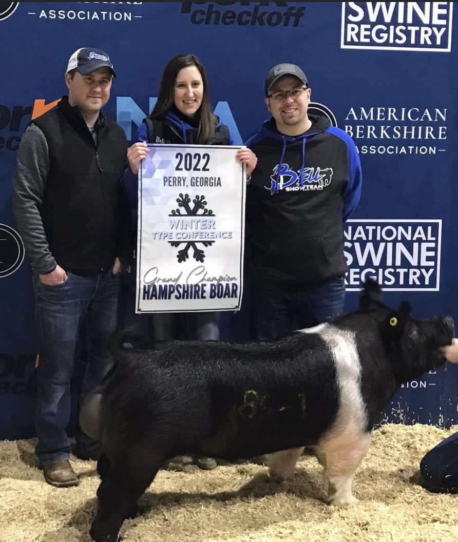 Bell_Show_Team's tweet photo. Huge thanks to the Terry Shaffer and the whole @ShafferGoldrush team for their $50,000 purchase of our NSR WTC Champion Hampshire boar.  He is an Iceman x Warpath and needs used hard.  He was collected twice and semen is excellent.  Use him on your good sows with confidence! https://t.co/YBwNxmImVu