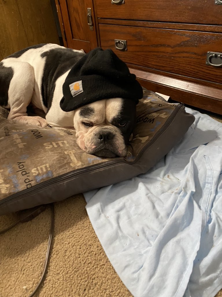 Glenn_E_Mitch's tweet image. Barkley letting me know he is not at all amused by the human winter knit hat!
#dogsofwinter#bringonSpring#winter#oldeenglishbulldogge