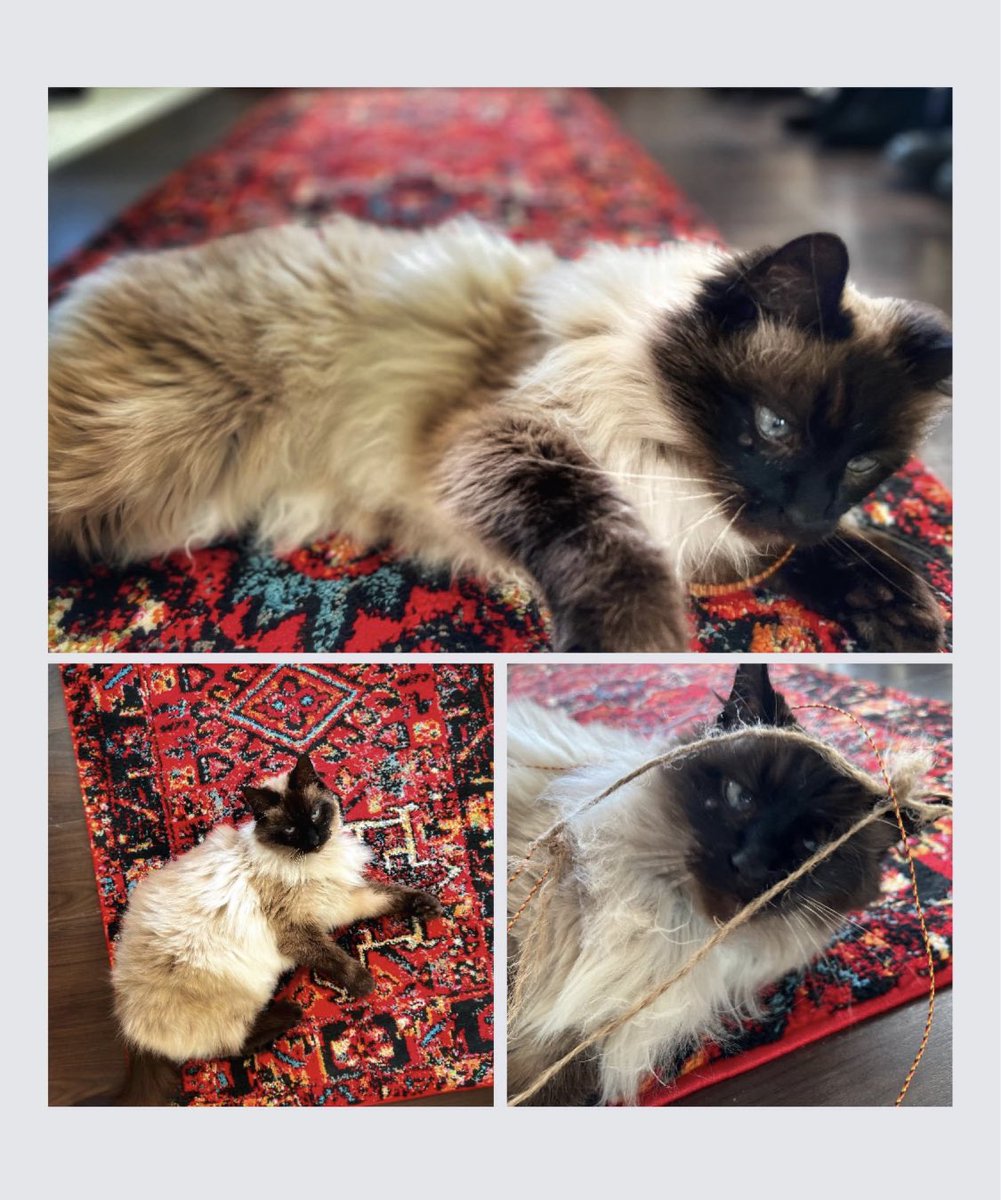 julesmoon's tweet photo. Whose the most handsome.. #Caturday https://t.co/rVfLKnFUol