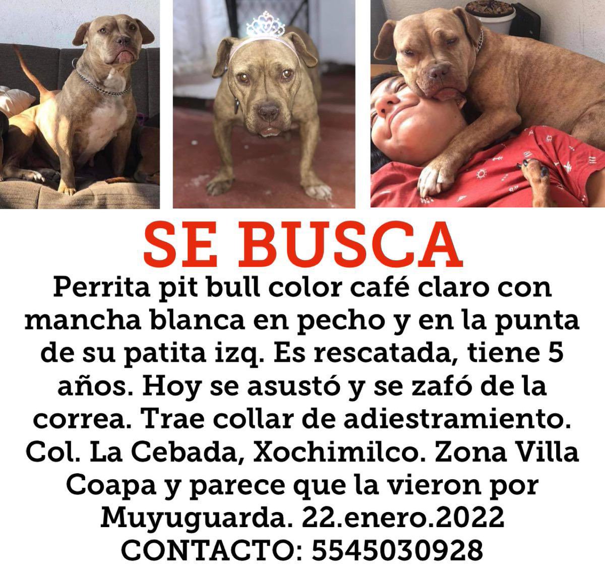 MascotaCoyoacan's tweet photo. #Extraviada Perra pitbull color café claro, mancha blanca en pecho y punta de pata izquierda. Collar de entrenamiento. 5 años de edad. 22/ene/22, col. La Cebada, Xochimilco, CDMX. Cerca de Villa Coapa, al parecer fue vista en Muyuguarda. https://t.co/ykYsTn6El7