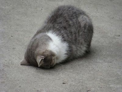 hexghst's tweet image. 