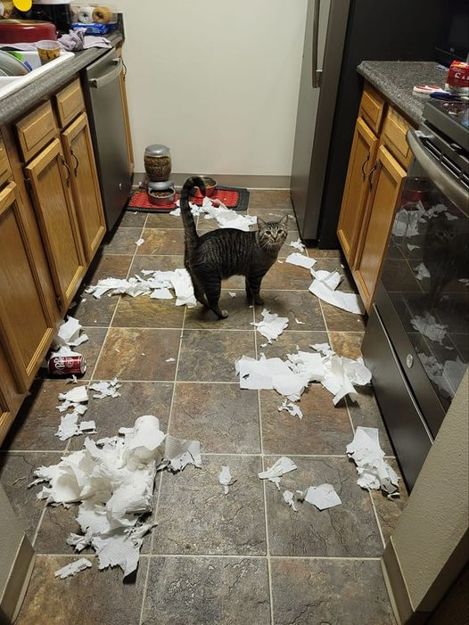 creative54's tweet photo. Add a caption pals! #CatsOfTwitter #Caturday https://t.co/DRY7vgF6o5