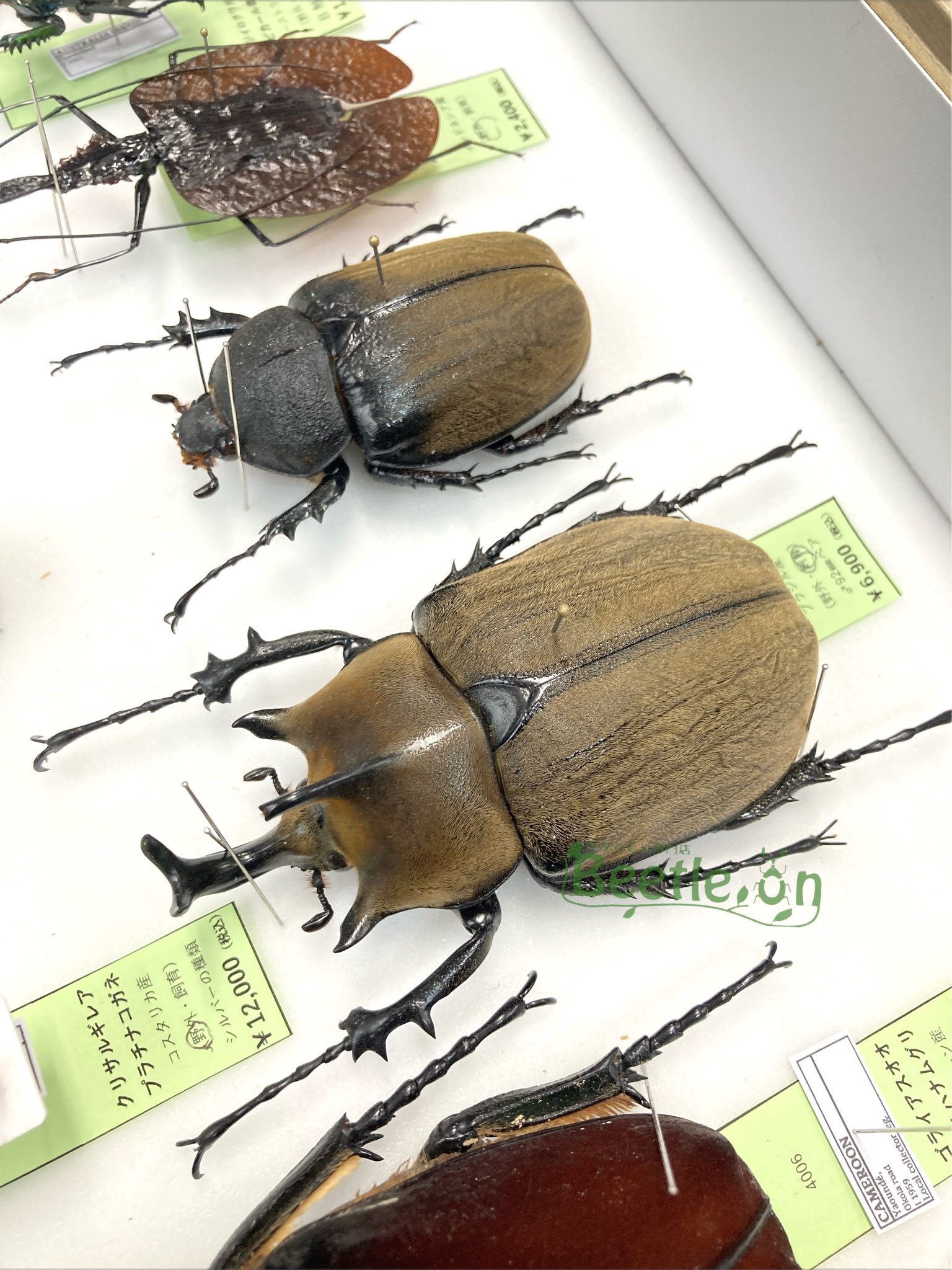 Beetle on(ビートロン)東京店 標本販売事業部 Beetle on(ビートロン)東京店 標本販売事業部