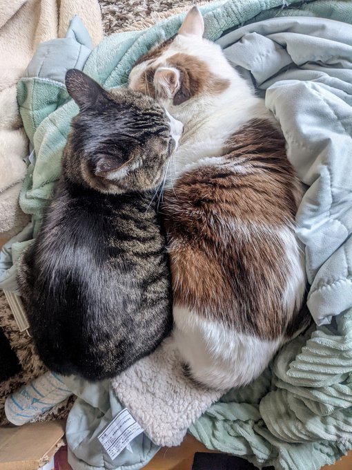 猫にどんぶくとひざ掛け取られた 