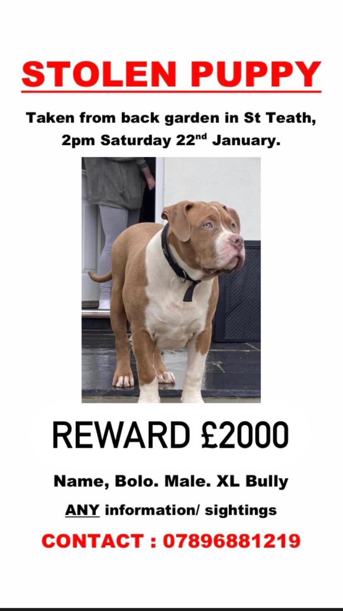 Choccodog's tweet photo. @MissingPetsGB @DogLostUK plse share taken from #NorthCornwall https://t.co/XKqNMvc2K0