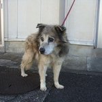 迷子犬のお知らせです。長崎県南島原市、高齢犬。