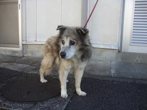 迷子犬のお知らせです。長崎県南島原市、高齢犬。