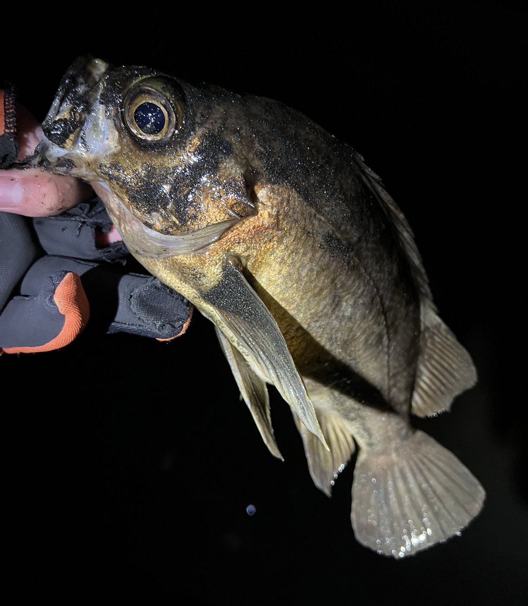aska_fishing46's tweet photo. ハイドロアッパーを遠投しヒット！
カサゴっぽい引き方だったが上がってきたのは27,5㎝の良型でした〜☺️

#APIA #GRANDAGE #LITE82
#HYDROUPPER55S #メバル https://t.co/0gsq7iwgog