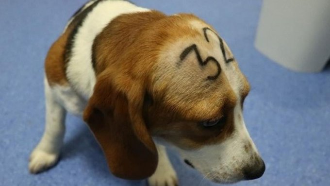 Diuen tenir regulat el sacrifici de gossos.  Més aviat no tenen mare! Assassins
<a href="/UABBarcelona/">Universitat Autònoma de Barcelona</a> <a href="/UniBarcelona/">Universitat de Barcelona</a>