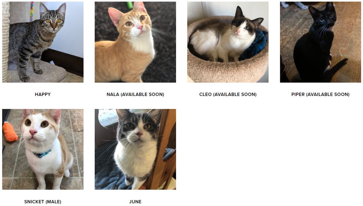 It's #Caturday and we've got some cats and kittens who would love to be adopted!

centraltexasspca.org/cats-for-adopt…
#catsoftwitter #adoptdontshop #adoptme #sheltercats #sheltercatsrock #rescuecat #ctspca