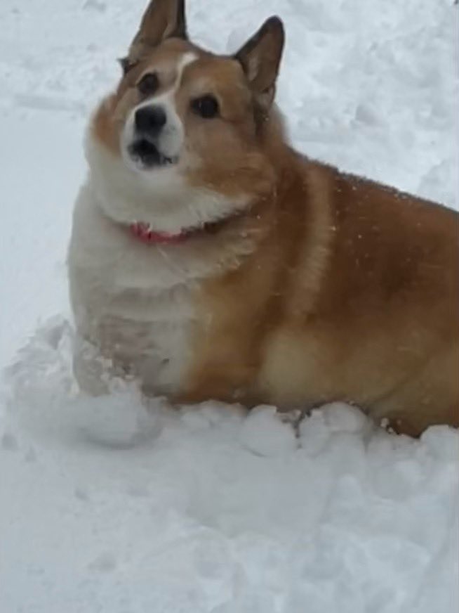 Dixie loves the snow!! She is a puppy all over again!