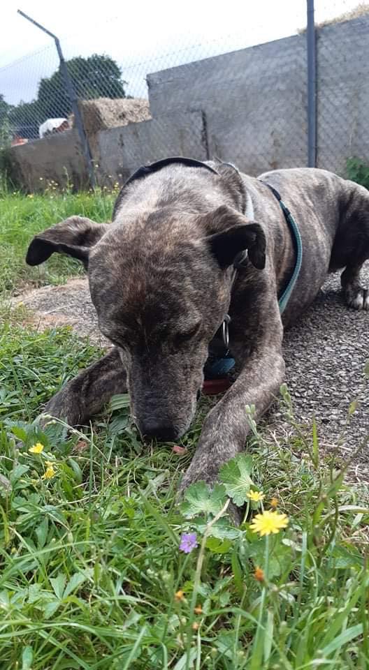 AdoptionsUk's tweet image. Please retweet to help Alfie find a home #HERTFORDSHIRE #UK 

Aged 5 poor Alfie has been overlooked since 2018! 
He's looking for a caring, adult home as the only pet where someone will have the patience to help him adjust to home life💔
DETAILS or APPLY
rspca.org.uk/local/southrid…