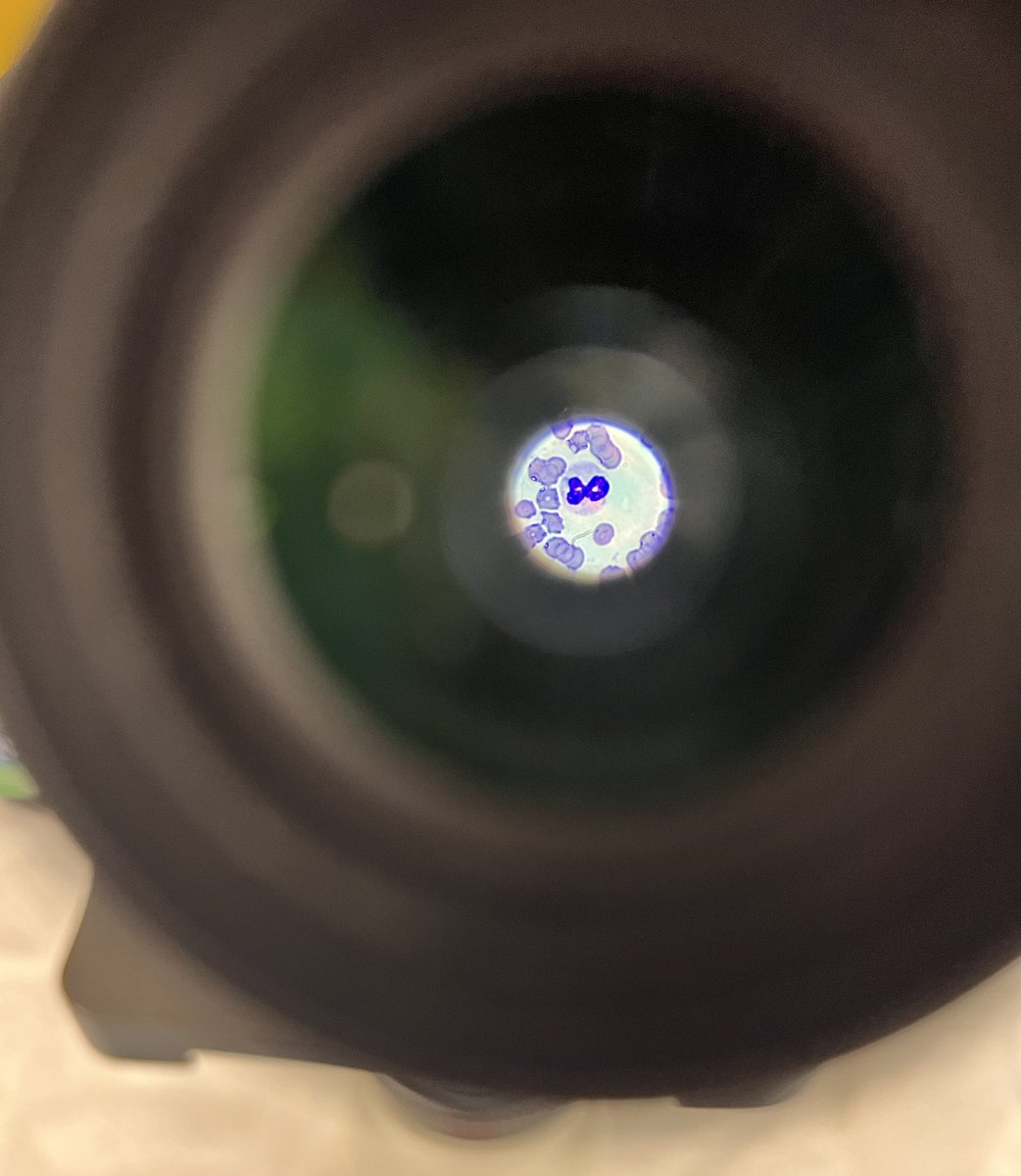 introvertedvett's tweet image. Into the #metaverse 
@Meta #neutrophil #bloodsmear #veterinary #veterinarymedicine #clinpath #microscopy