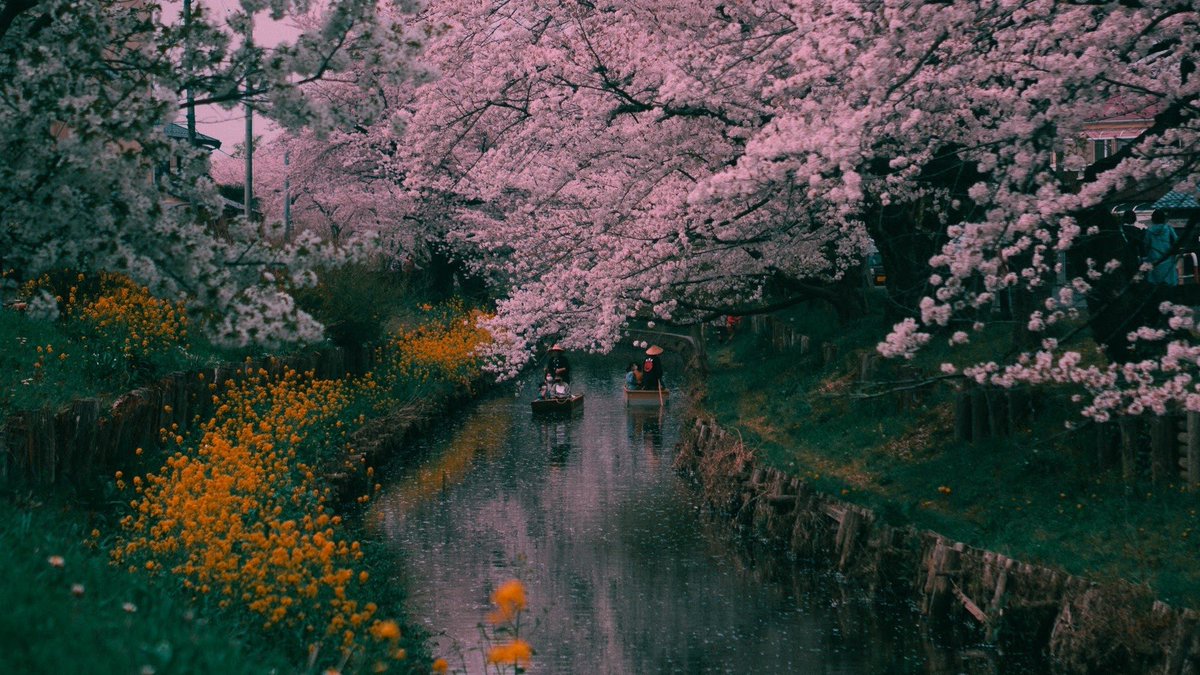 Good morning. Good evening. Good day. 🌸