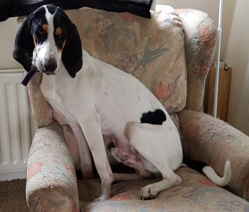 MissingPetsGB's tweet photo. Although this is such a vile and cruel act, ironically due to this anonymous 'person' tearing down Pastis posters, Pastis is getting more publicity that ever. 
Hang in there Pastis we will find you ❤ 
Please share his posters widely - he needs visibility now 💔 https://t.co/SBjieoYJU8