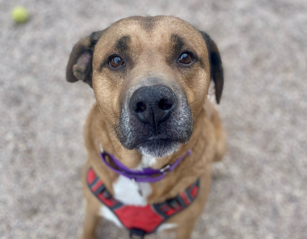 Adoptable #Dog #Bosco_PIMAAZ_02 Bosco’s best “adopt me” face ❤️ Who could say no??  getpet.info/Bosco_PIMAAZ_02