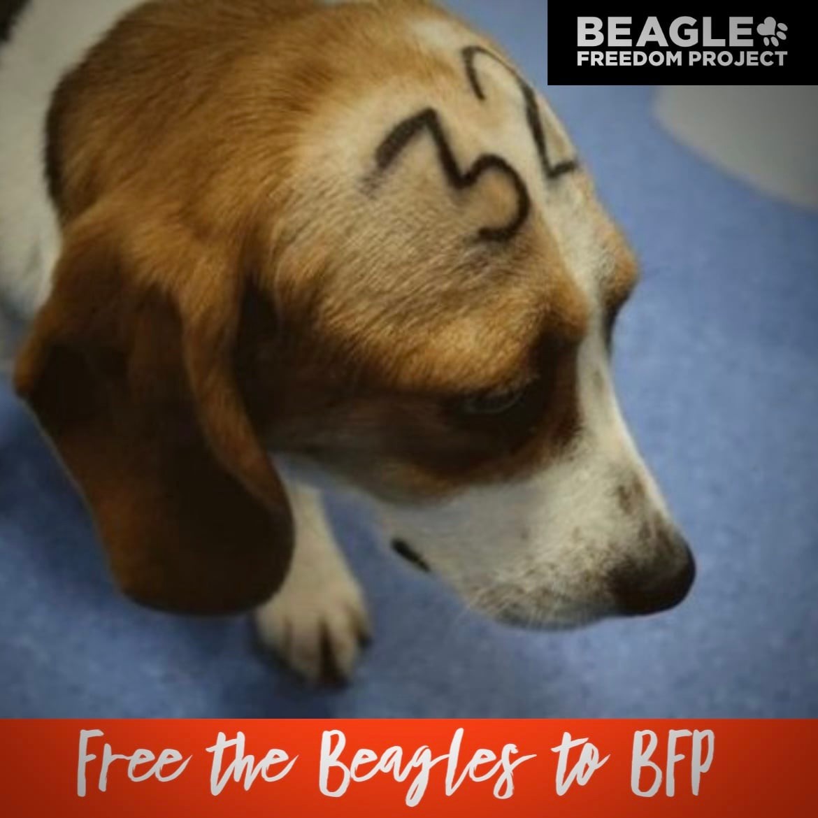Beagle Freedom Project has been working under the radar to try to get Vivotecnia lab in Madrid (which is on contract with the University of Barcelona), to release approximately 38 beagles it is using for horrific experiments and plans to kill at the end.

1/4