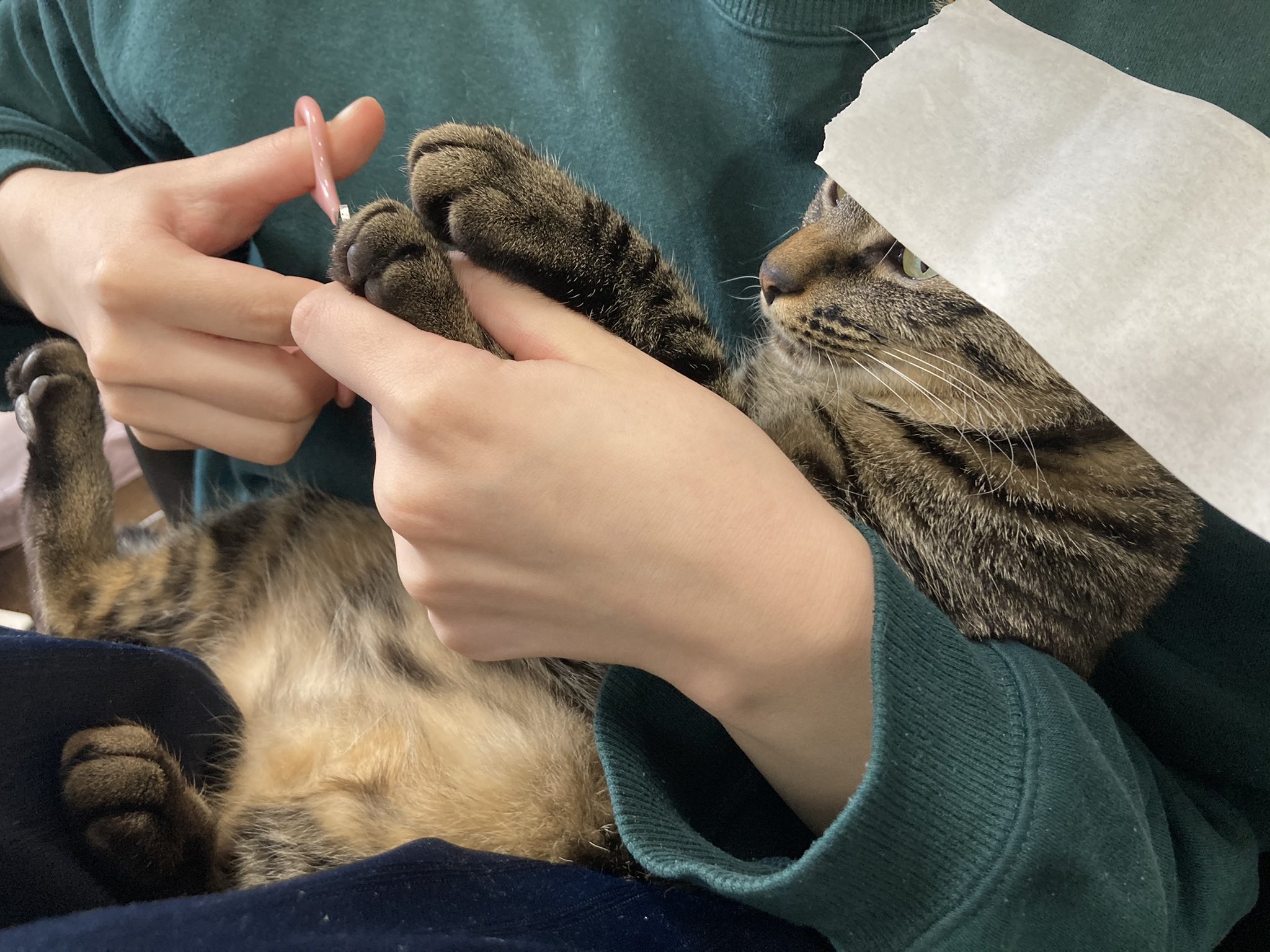 Tutinoko 爪切り係のjdがtiktokで見つけた猫 の頭にコロコロの粘着テープを貼ると暴れないというやつを試してみたら本当に大人しく爪切られてる T Co Dszwyv1zby Twitter