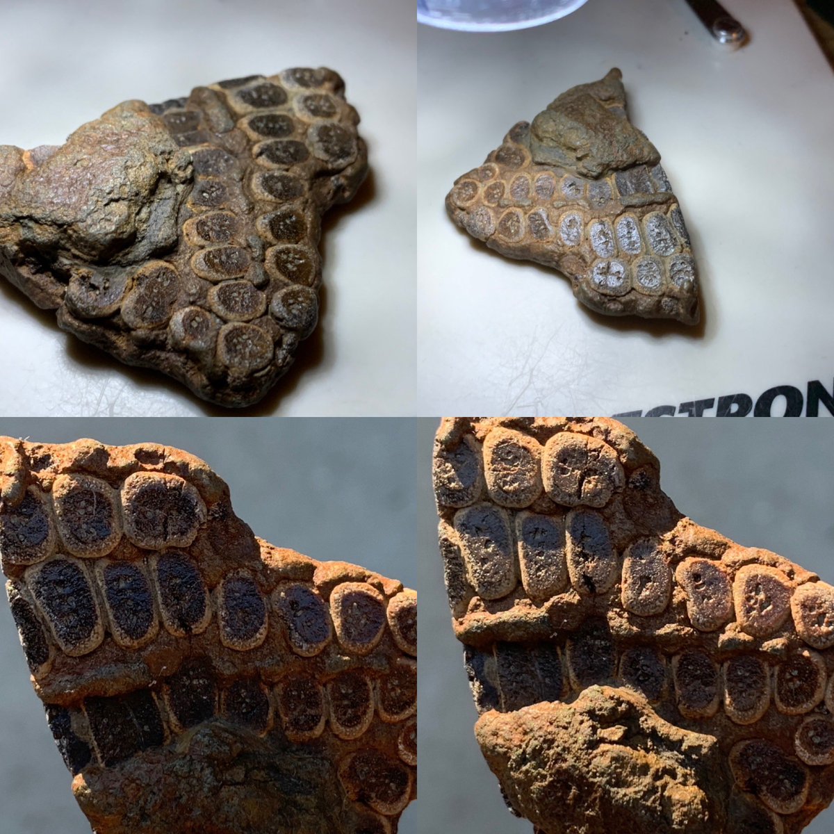 dr_dappleton's tweet photo. How about this partial fully #pyritized #juvenile #ichthyosaurpaddle from the UK for a #FossilFriday on Saturday ? #fossil #fossils #paleontology #extinct #reptile #photography #NaturePhotography https://t.co/PWKfbhRxHd