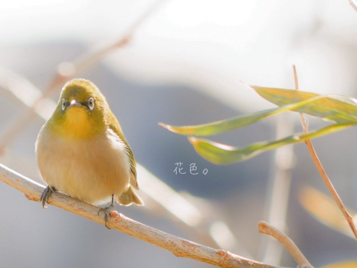 ꕤ*.ﾟ

#野鳥
#野鳥写真
#メジロ
#キリトリセカイ
#ファインダー越しの私の世界 
#写真