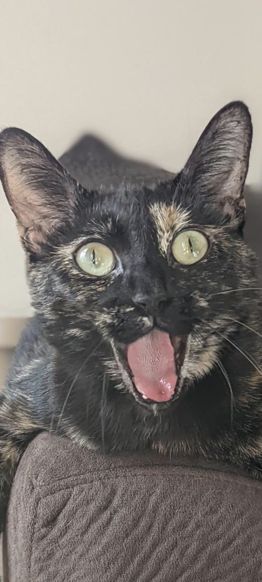 nicelyprovedben's tweet photo. @BundleOfGioia Screaming cause so cute https://t.co/HgiJEZCFic